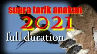 Suara tarik anakan birahi || 2021