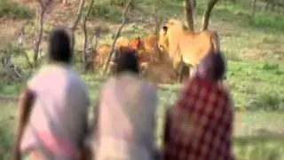 Cazadores Dorobo, Kenia, &Aacute;frica. Robando a leones.Human Planet.