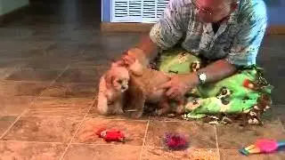 Ruby and Carlton cavapoo www.KingdomDogs.com