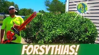 Landscape Like a Pro: How to prune and care for overgrown Forsythias
