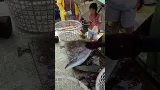 Cutting jumping caught Amberjack, 光榮定置漁場, fresh seafood, fishport 1