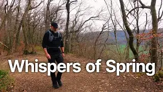 Whispers of Spring: Solo Day Hike Through Swiss Forest Amid Blooms and Wild Garlic