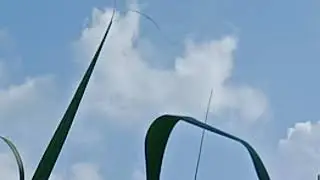 Pandri Pilibhit utterperdesh me aaj 16 julayi ko deddi ki mahamari hai jo fasal ko nuksan de rahi ha