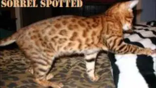 Wild cat hybrids Part 1 Bengal cats