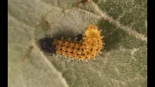Cecropia larva, molting