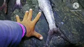 RETURNING TO MY OLD SPOT| BARRACUDA FISHING AT NIGHT