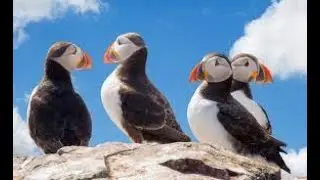 Wildlife in Newfoundland