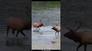 Dominant Elk Bulls Bugle into their Epic Rut Fight #viralvideo #deer #hunting #youtubeshorts