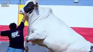 UDF Cattle Farm 2023 Collections Full Video