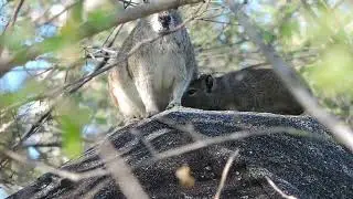 EXTRAORDINARY WORLD - CAATINGA.