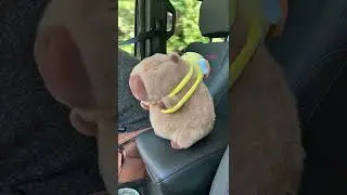 Capybara is our guide today! #cute #capybara #funnyanimals #guide #travelvlog #travel #roadtrip