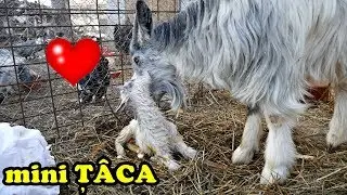 A NĂSCUT !! NOU MEMBRU ÎN FAMILIE - MINI ȚÂCA