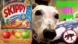 🍎🐶Greyhound Urinary Tract Infection | Supplements [ByeBye UTI 7Day Bootcamp] Day4