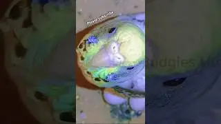 #YouTubeHighFive#PetBirdsForBeginners #HealthyBirdFood #BirdCareTips #SoftFoodForBudgies