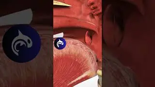 See what Strep Throat looks like in 3D 🦠