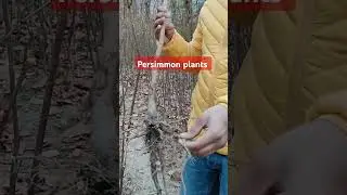 Persimmon plants available for sale 9816757642 #fruitplantnursery #nature #persimmonfruit