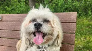 Dog Walk Adventures Part #3 Bunker Hills. Ham Lake, Minnesota. #dogwalk #dogs #shihtzu #exploremn