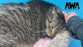 Virtual Meet- Buzus | Cats for Adoption | Animal Welfare Association Shelter New Jersey