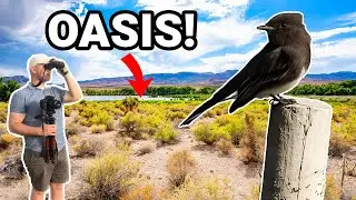 Birding at a DESERT OASIS!
