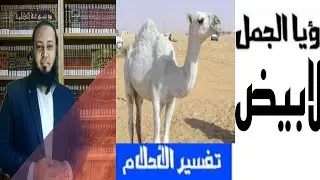 تفسير حلم رؤية الابل البيضاء في المنام