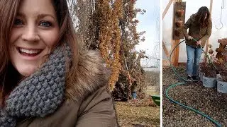 Winter Watering & Flower Bed Cleanup 🌿❄️// Garden Answer