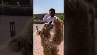 Humaid Albuqaish #449 🐅🐅 #محمد_رمضان #السعودية #NonstopCoolDance #india #car #كرونا #ضحك #animal
