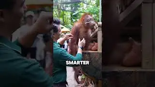 When you perform magic tricks for monkeys #animal #monkey #funny