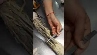 Superficial muscles and deep muscles of the extensor compartment of the forearm