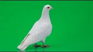 Green Screen Dove Birds Flying Effects
