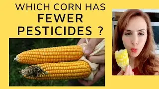 HOW to TELL REAL CORN from GMO PESTICIDE FILLED CORN (1 EASY TRICK) #SHORT