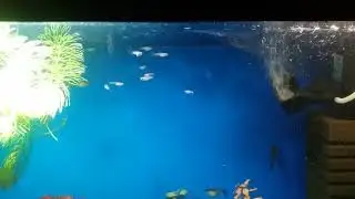Гуппи мальки через месяц!!!