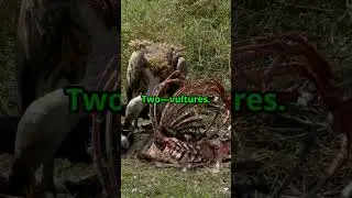 Animals with Bizarre Diets!