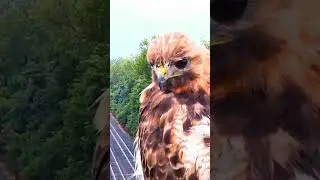 This hawk used to greet me while I drank coffee each morning.   R.I.P
