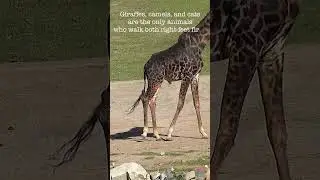 Giraffe walks like a cat