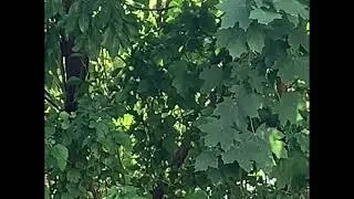 Hummingbird prophetic Christian meaning