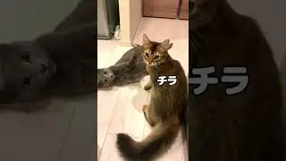 カメラを意識しながら喧嘩する猫たち #ロシアンブルー #ソマリ #shorts