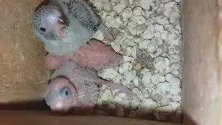 Pui de perusi