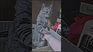 FUR GOBLIN WHAT? 👺😹 | TABBY CAT | PUSPIN