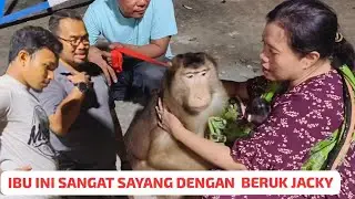 JACKY SI BERUK SUPER BESAR KESAYANGAN KELUARGA ‼️Sudah berhasil breeding ‼️