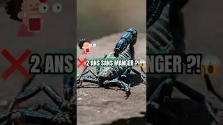Ces animaux peuvent rester des ANN&Eacute;ES sans manger 😱 (Partie 1)