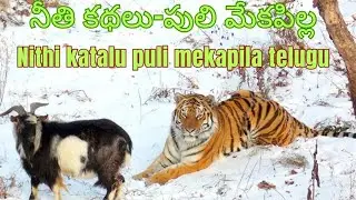 పులి మేకపిల్ల! puli meka pila katha! moral stories! Telugu katalu! nithi katalu!