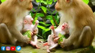 Adorable Tiny Monkey Very Hungry Open Big Mouth Try To Get Milk His Mommy | How Hilarious
