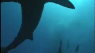 Reef Sharks