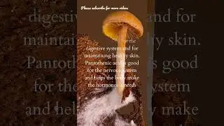 Mushroom - Vitamins, Minerals, Nutrients & Benefits