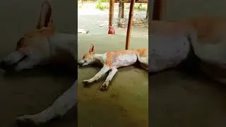 Short best Dog prank