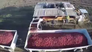 Tomato harvesting filmed with FPV360 Quadcopter