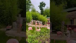 Flamingo 🦩🦩🦩| Turtle Back zoo | West Orange | New Jersey | USA 🇺🇸 #animallover #kidsvideo