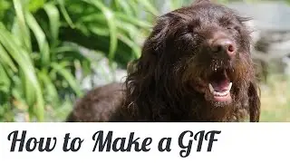 How to Make a Gif