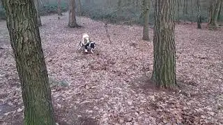 vrije Nieuwejaars liefde in 't bos - Infinity x Simba