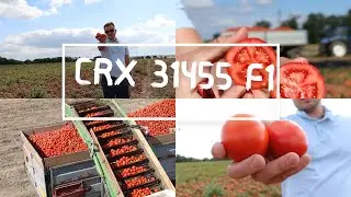 CRX 31455 - Pomidor gruntowy na zbiór główny🍅
